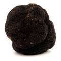 Syndicat des trufficulteurs de Loz&egrave;re - Truffe noire fra&icirc;che - Tuber melanosporum