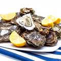 Jean-Michel Seguin - Hu&icirc;tres fines de claires du bassin de Marennes Ol&eacute;ron - hu&icirc;tres creuses num&eacute;ro 4