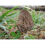 Borde - Morel preserved - Borde