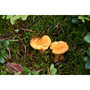 Yellow chanterelles preserved - Borde