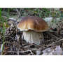 Ceps in vinegar - Borde