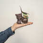 Bovetti chocolats - Bimbi - Milk organic mouldings and its chocolate
