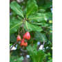 Le Grand Noyer - cashew nut