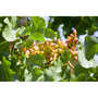 Le Grand Noyer - Pistache de Sicile en poudre - Nature