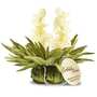 Jasmine Tea Blossom