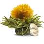 Marigold flower with vanilla