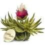 Tea blossom whith peach