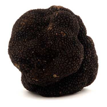 Truffe noire fraîche - Tuber melanosporum Truffe noire fraîche - Tuber melanosporum