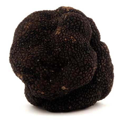 Truffe noire fraîche extra - Tuber melanosporum - Trufficulteurs