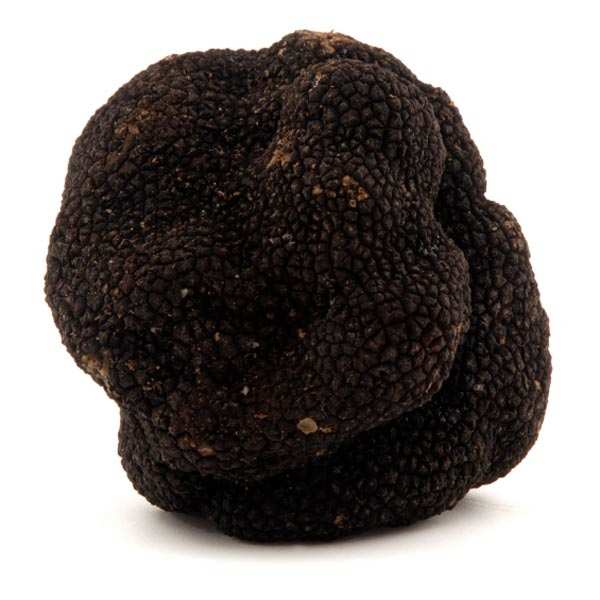 La truffe noire Extra, tuber melanosporum qui est le joyau de la région
