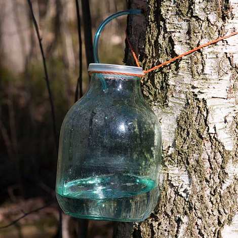 Birch Water Benefits - Have You Heard of Birch Water for Detox?