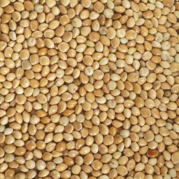 Organic Whole Grain Millet Seeds To Sprout Germline