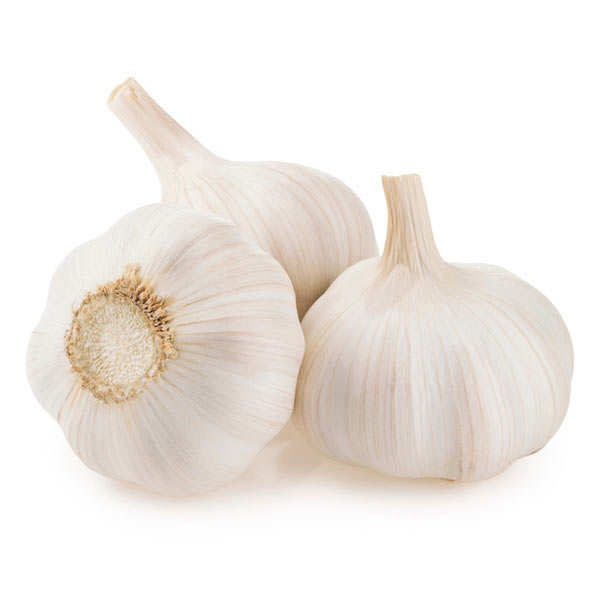 White garlic from South West of france Lomagne Les Aulx