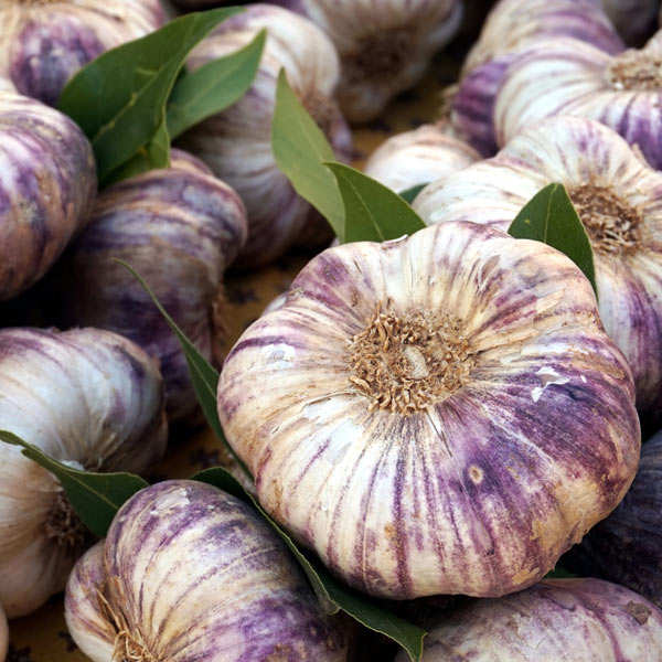 Ail violet de Cadours AOC Les Aulx du SudOuest