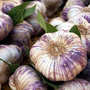 Ail violet de Cadours AOC
