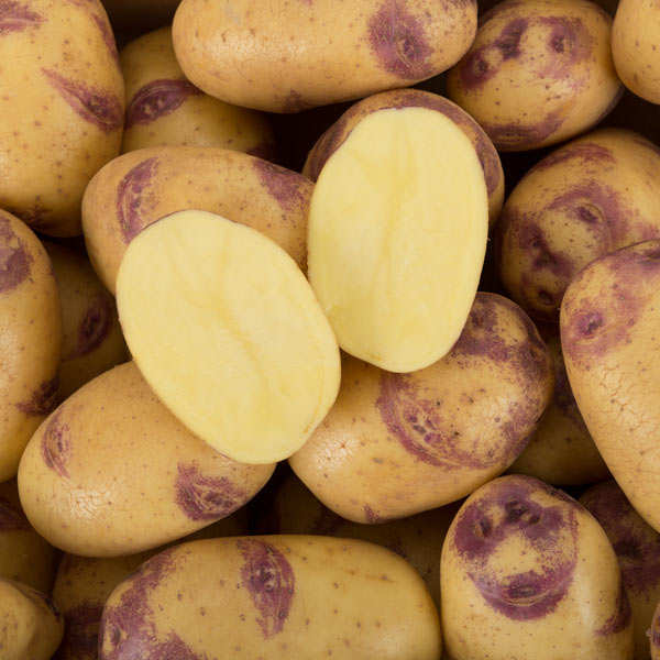 Семенной картофель синеглазка купить. Картофель семенной Синеглазка. Семенной картофель в Тимирязевской Академии. Сорт картофеля Синеглазка.