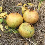 Grenade de France - Organic French Fresh Pomegranate Grenade de France - Organic French Fresh Pomegranate