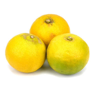 Organic Bergamot from Italy Organic Bergamot from Italy