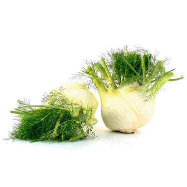Organic Fennel from France Organic Fennel from France