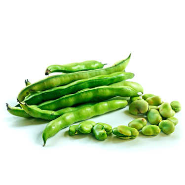 Broad Bean from France Broad Bean from France