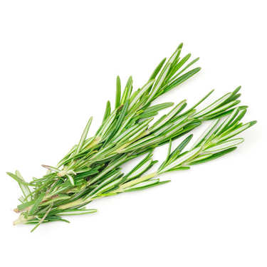 Organic Fresh Rosmary from France - in Buch Organic Fresh Rosmary from France - in Buch