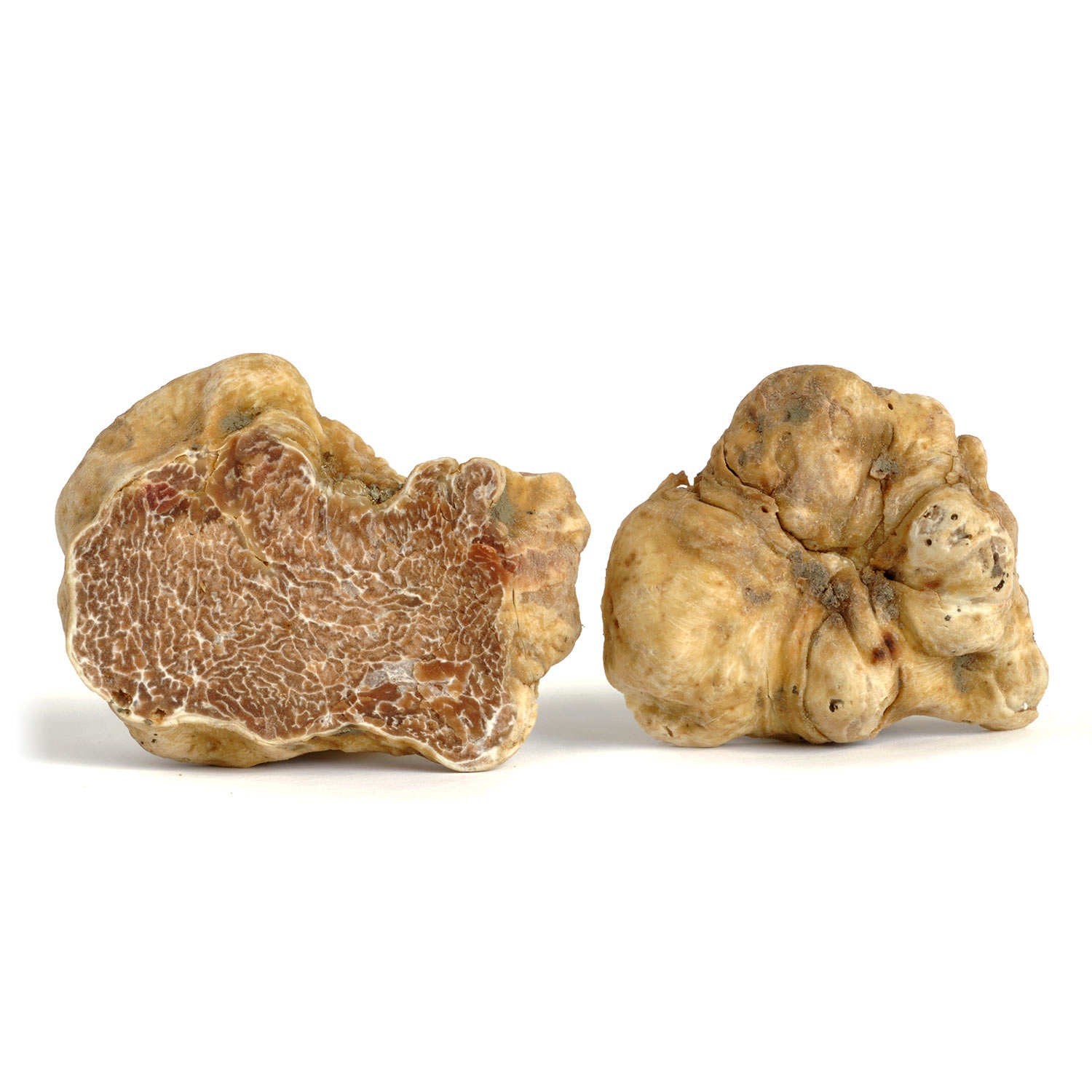 Fresh White Truffles - (Tuber Magnatum Pico) - Trufficulteurs d'Alba