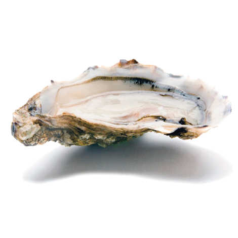 Oysters Amélie Fine de Claire - Amélie, Les Huîtres