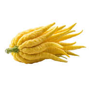  Cédrat main de Boudha bio