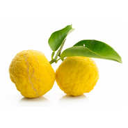 Yuzu frais bio