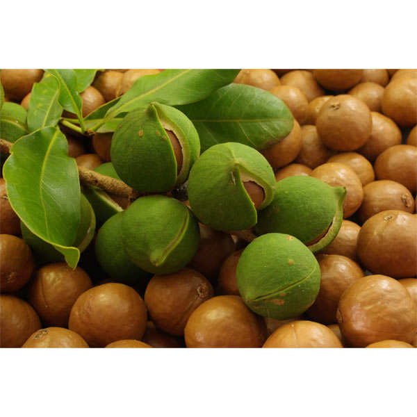 Noix de Macadamia d'Australie grosse entière Nature Le Grand Noyer